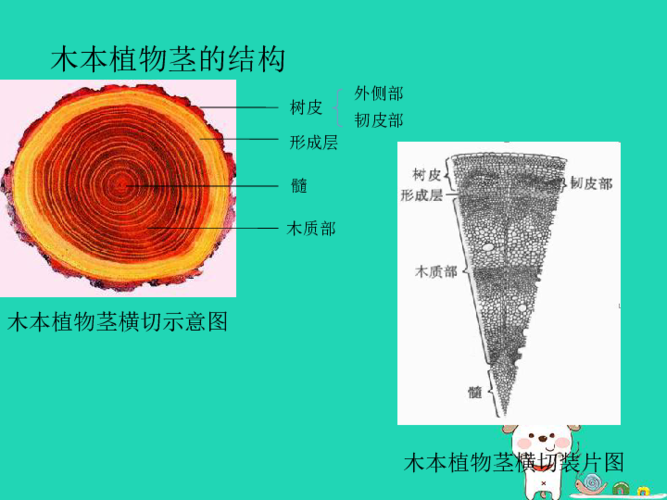 5.5《运输作用》课件(18张ppt)