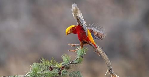 这种最濒危,最珍贵的鸟类,全国只有约2000只(截至2010年),只存在于