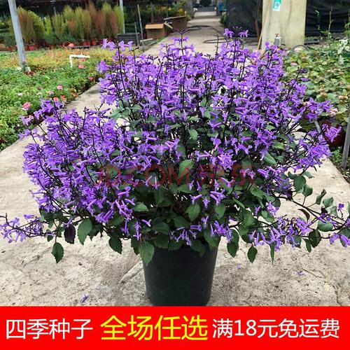 特丽莎薰衣草吸毒草盆栽苗阳台室内开花盆栽莫奈香草