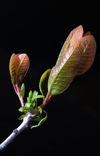 春花春芽