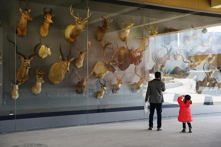 西安:肯尼斯·贝林自然博物馆开馆试运行