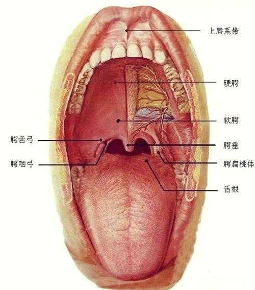 歌唱的关键技巧:掌握"腭"的使用与喉咙的打开
