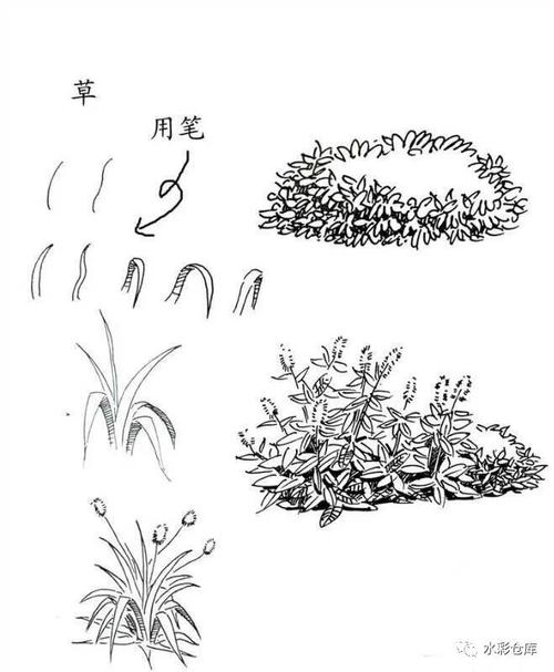 线稿|绘画基础 各类树木 草丛 树叶的画法笔触