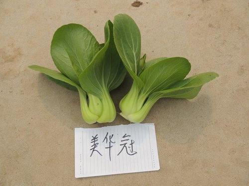 原创胶研美华冠青梗菜耐热高产青梗菜品种