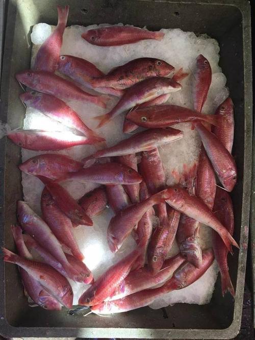 赤九鱼也不贵,现在一斤才10块钱. 又是一个颜色鲜艳的鱼,叫