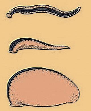 这只蚂蟥在放松状态下宽窄大约像铅笔盒里的直尺长短可能也有三四寸