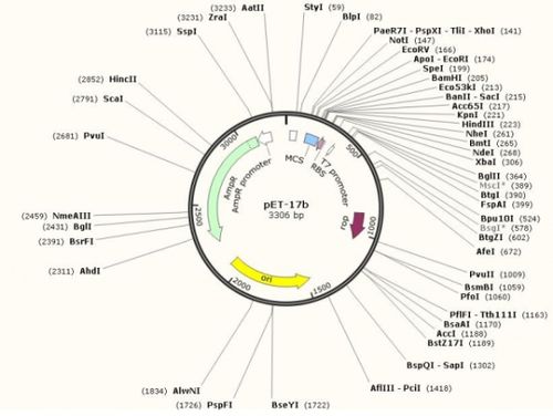 原核表达载体克隆载体pet-17b( )