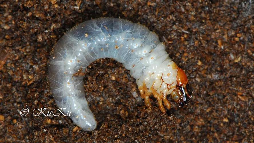 彩虹锹甲的幼虫以自己所生之处的木纤维为食,这些营养贫瘠的食材注定