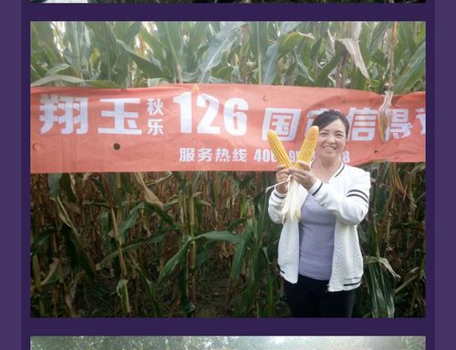 鸿翔玉米种子翔玉126 8000粒/袋 种子-美村网