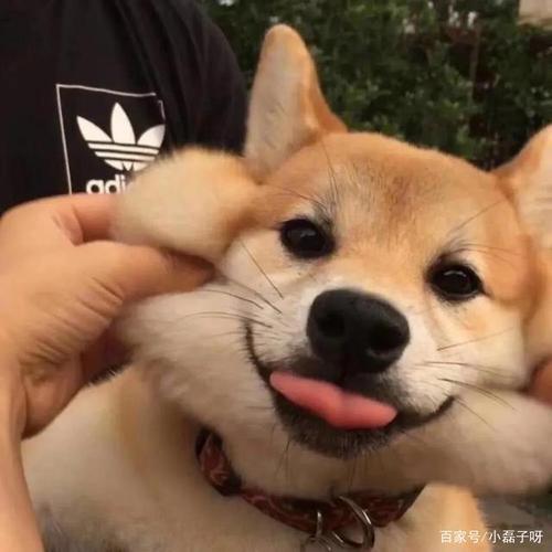 可爱的汪星人头像,喜欢的保存!