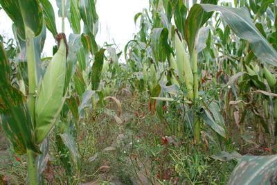 生姜套种玉米栽培技术