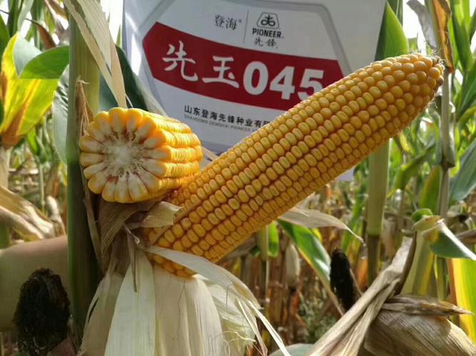 大棒 高抗 耐密 粮饲兼用〕先玉045