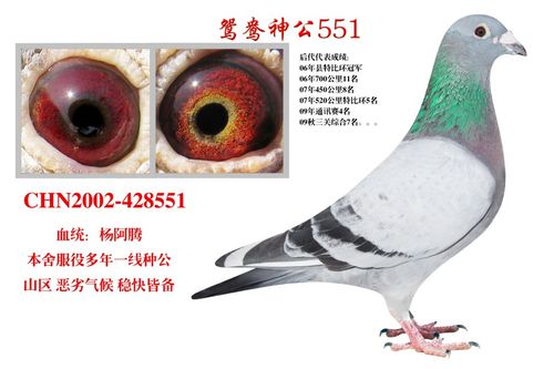 鸳鸯眼-中信网鸽事百科-中国信鸽信息网