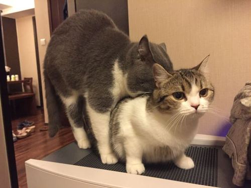 为何狗交配静悄悄,而猫的交配如此撕心裂肺恐怖嚎叫?