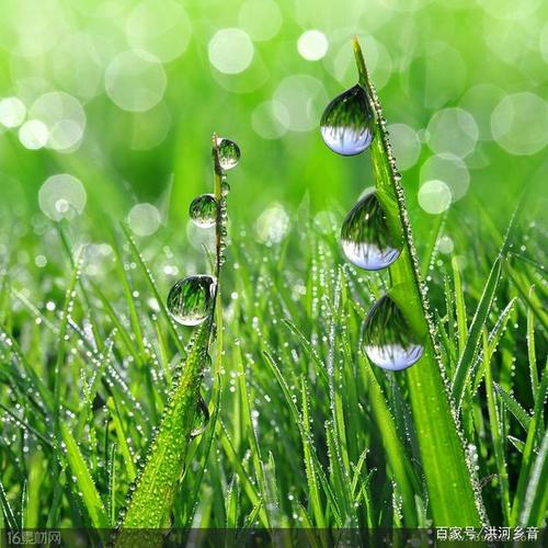 写给《露珠》的短诗一首