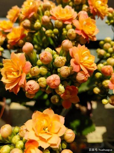 长寿花盛放在初夏