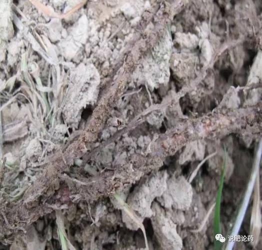 权威发布:葡萄根瘤蚜发生及防控技术