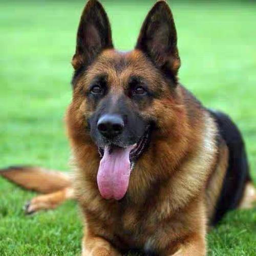 纯种德国牧羊犬幼犬弓背德牧警犬军犬大型狼狗狗狗