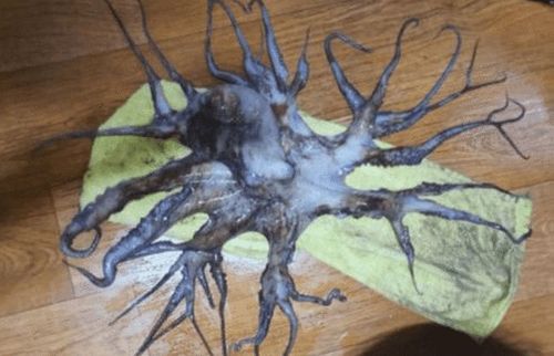 请中国网红帮忙日本透露计划后韩国发现变异海洋生物