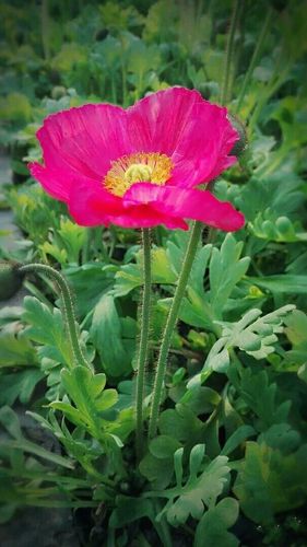 写美篇 (四)叶子不同         虞美人的叶子会有分裂状,而且整个的