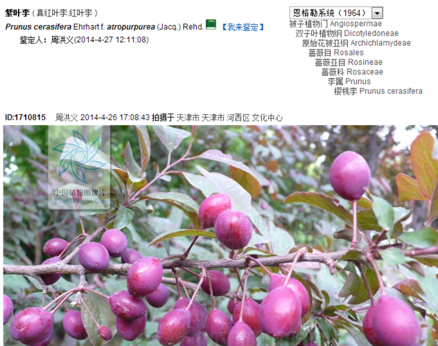 展开全部 这个是紫叶李的果实.