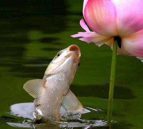 绽放笑脸 叶片与花瓣珍珠滚动 花朵映红水面 香气飘动 引鱼张嘴亲吻