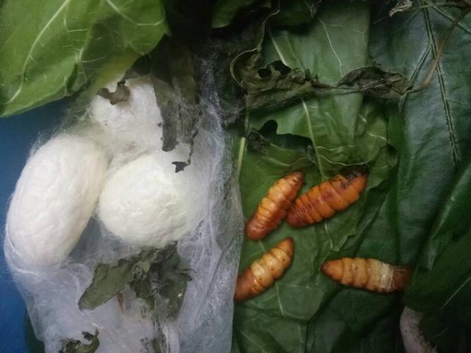 蚕变成这个样子了,是结茧失败吗