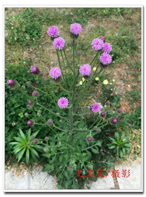 泥胡菜_无名花_新浪博客