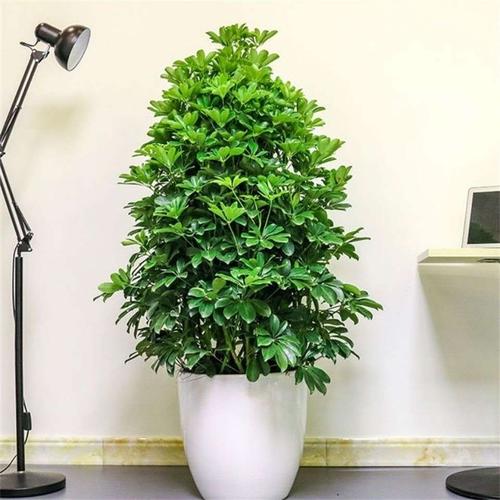 鸭脚木七叶莲招财树八方来盆栽办公室客厅大型绿植甲醛绿植