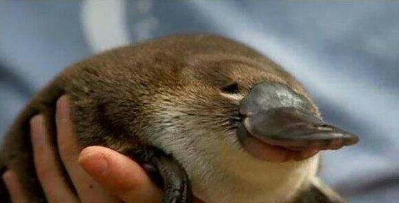 除了是卵生哺乳动物外鸭嘴兽还有哪些奇怪的地方