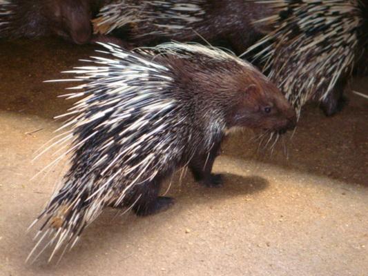 广西豪猪竹鼠养殖.