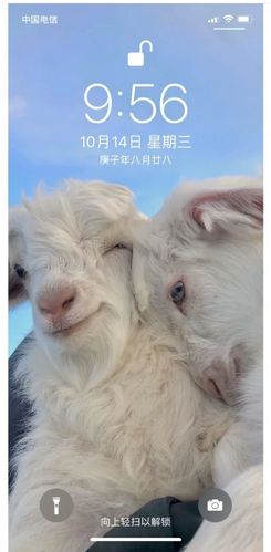 手机|(已找到)求壁纸,两只可爱羊羊