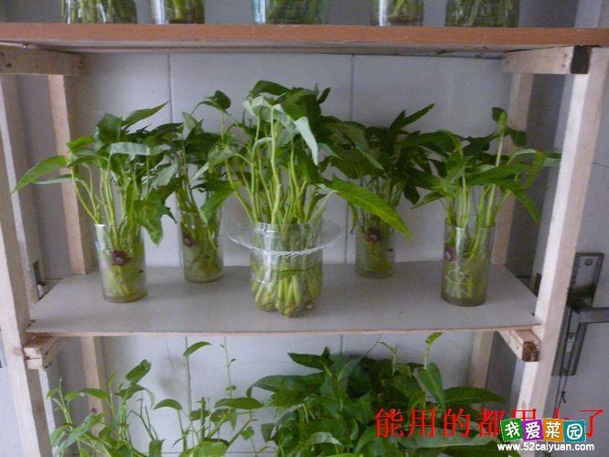 水培空心菜