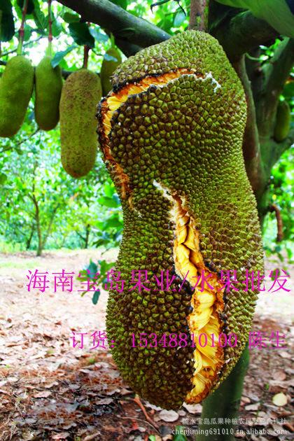 菠萝蜜果/海南菠萝蜜/树菠萝水果/马来一号/泰国菠萝蜜供应批发