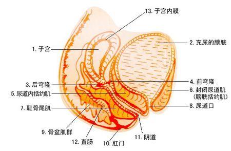 克林霉素磷酸酯栓要怎么放进阴道后穹窿处