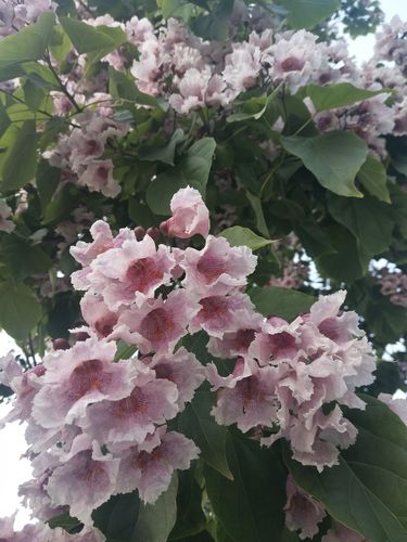 楸树花
