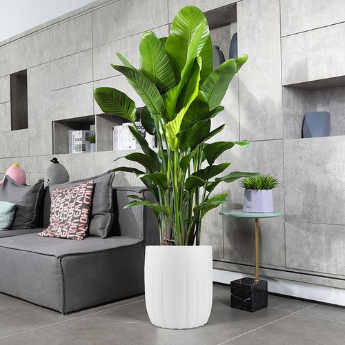 网红天堂鸟盆栽室内大型植物鹤望兰客厅办公室大盆栽绿植天堂鸟大