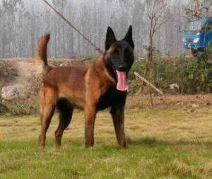 马犬幼犬纯种 马犬活体警犬 军犬 黑红 比利时马犬 看家护院犬