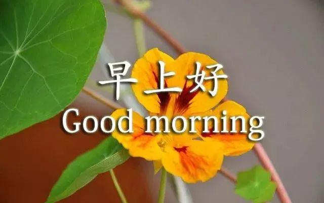 新版唯美早上好图片带字 秋天早上好问候表情包
