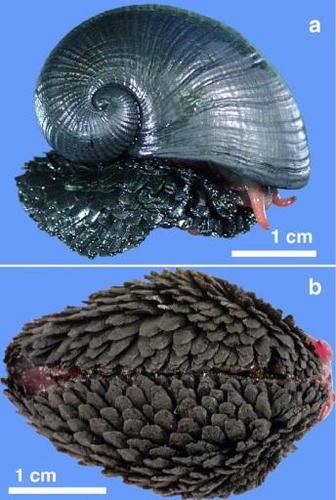 这种蜗牛全身盔甲,还自带食品工厂!