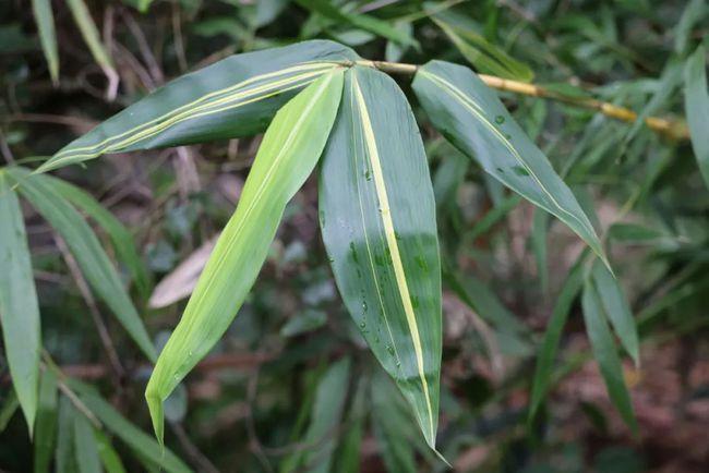 你见过竹子开花吗四季花开的短枝黄金竹丨花颜鸟语