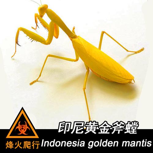 [烽火爬行] 螳螂活体卵包果蝇杯 个姓另类观赏斧螳大刃兰花 宠物螳螂