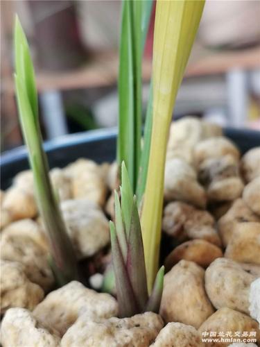 猜猜贵妃醉酒新芽几片叶-建兰篇-中国兰花交易网社区