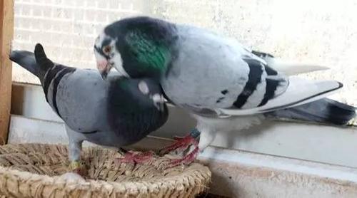 信鸽"干瘦病"及拉稀防治经验