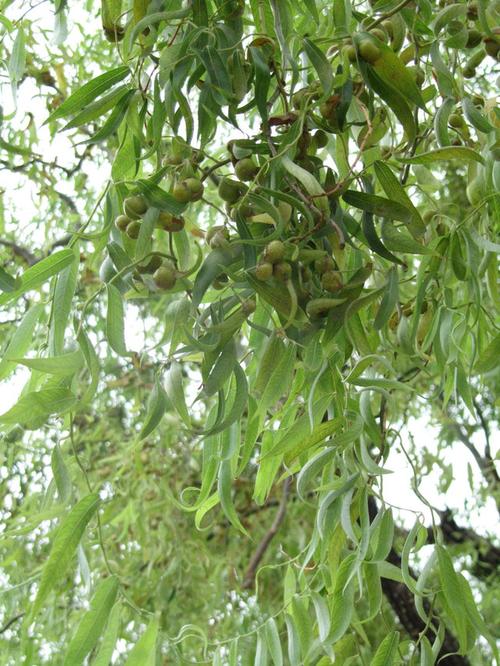 旱柳的果实
