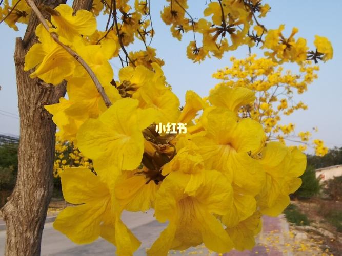 黄花风铃木_夏天去哪玩_文化_绘画