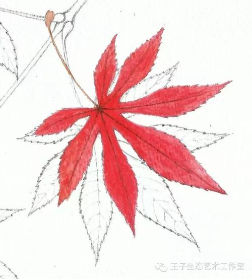 『自然笔记』绚烂如霞——鸡爪槭