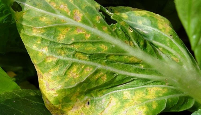 农民种植大白菜,出现黄叶,干叶多,都是这个病造成的,抓紧防治