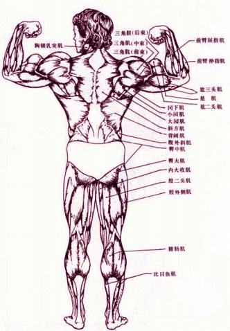 背阔肌锻炼(一)宽度
