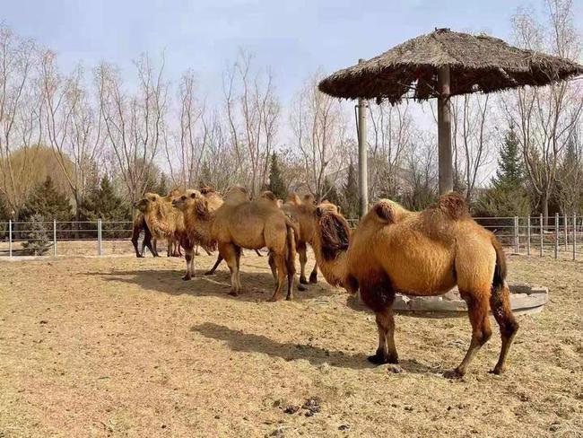 武威神州荒漠野生动物园5月1日盛大开园